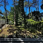 Greif Pineta Willa
